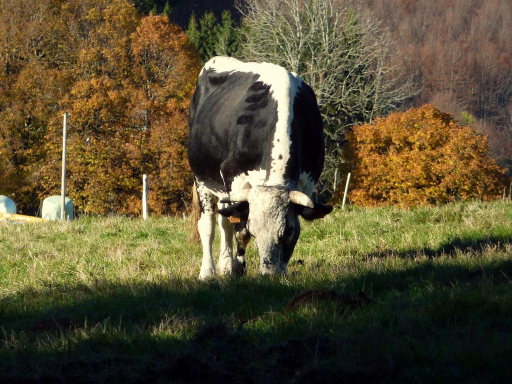 Gite Schlitteur Et Sapiniere Breitenbach Exterior foto