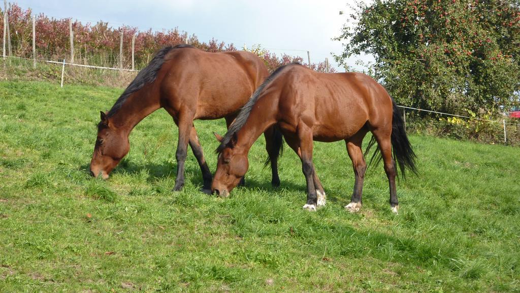 Gite Schlitteur Et Sapiniere Breitenbach Exterior foto