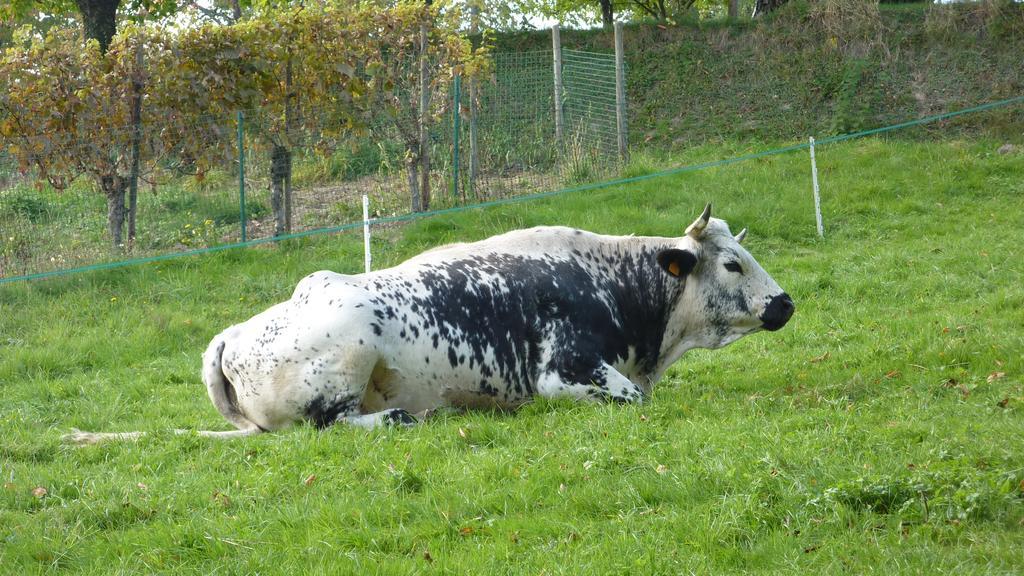 Gite Schlitteur Et Sapiniere Breitenbach Exterior foto
